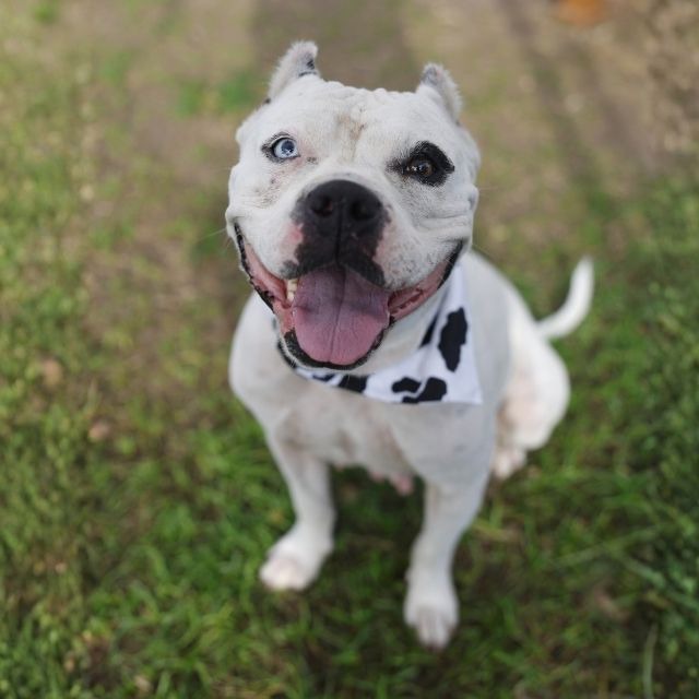 Hachi, a American Staffordshire Terrier, available for adoption
