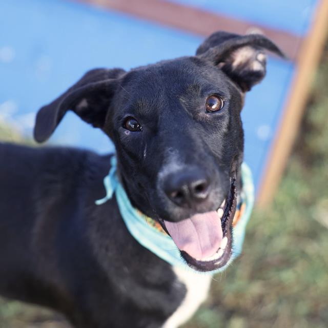 Penelope, a American Staffordshire Terrier (mix breed), available for adoption