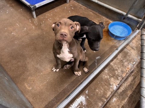 Taquito, a American Staffordshire Terrier (mix breed), available for adoption