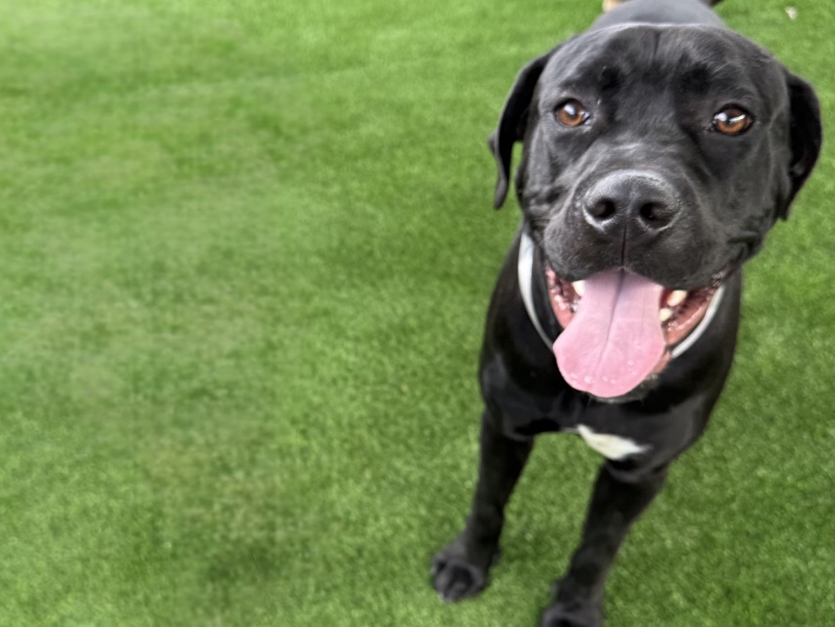 Rocky, a Cane Corso Mastiff, available for adoption