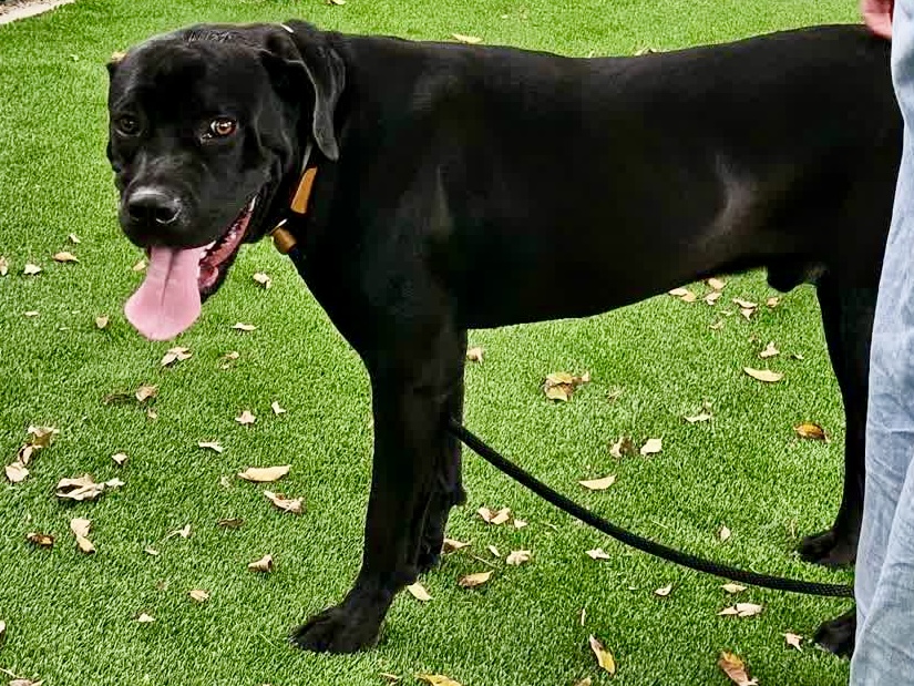 Rocky, a Cane Corso Mastiff, available for adoption