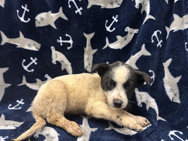 Phoebe, a Australian Cattle Dog/Blue Heeler, available for adoption