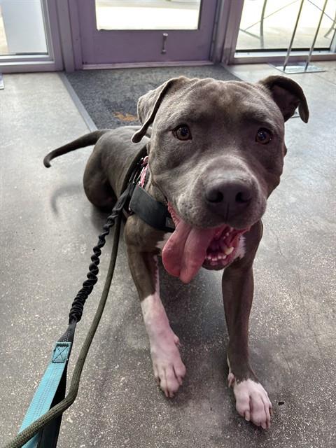 Blake, a Pit Bull Terrier, available for adoption