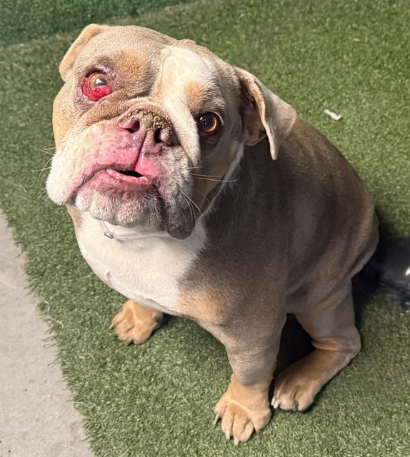 A5805727, a English Bulldog, available for adoption