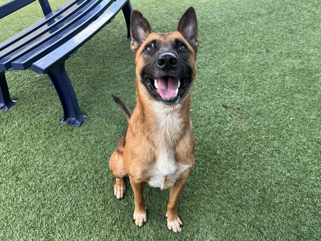 Shepp, a Shepherd (mix breed), available for adoption