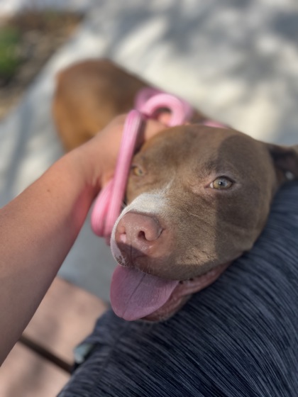 Hoss, a Pit Bull Terrier, available for adoption