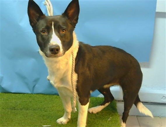 A5806580, a Australian Cattle Dog/Blue Heeler, available for adoption