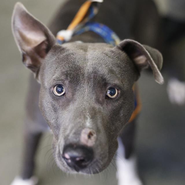 Dallas, a American Staffordshire Terrier (mix breed), available for adoption