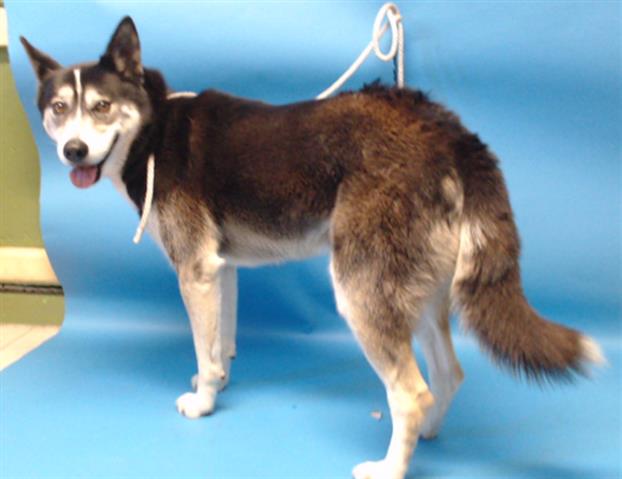King, a Siberian Husky, available for adoption