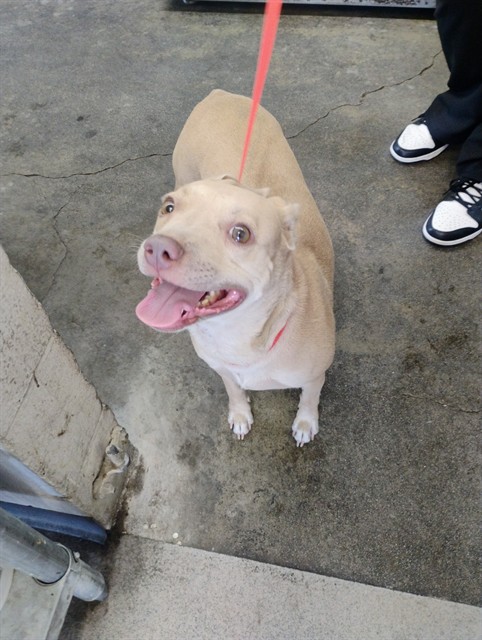 Opal, a Pit Bull Terrier, available for adoption