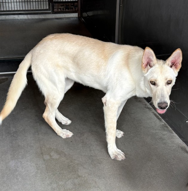 Lena, a Siberian Husky (mix breed), available for adoption