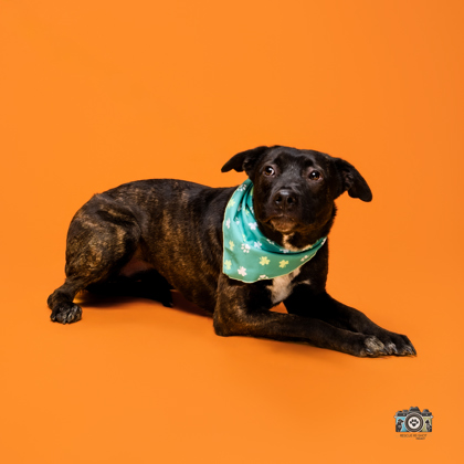 Shayla, a Dutch Shepherd, available for adoption