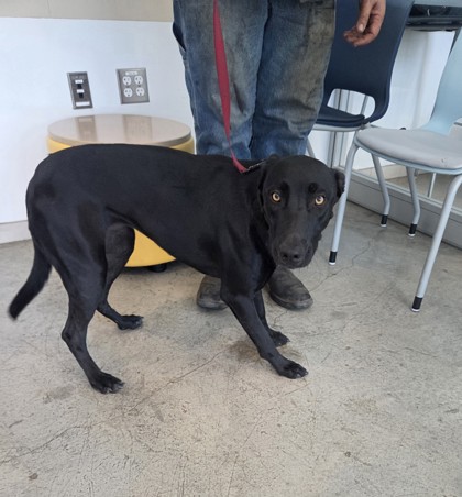 Daisy, a Shepherd, available for adoption