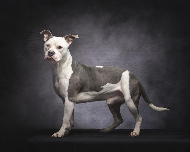 Groot, a American Bulldog (mix breed), available for adoption