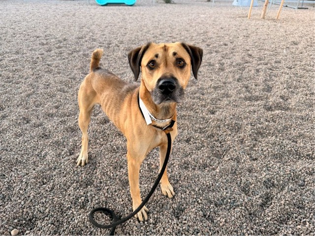 Shepherd, a German Shepherd (mix breed), available for adoption