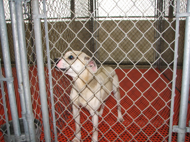 Other Photos of thie Dog