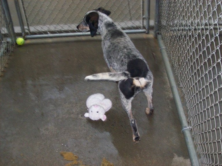 Other Photos of thie Dog