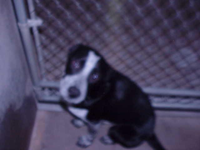 Other Photos of thie Dog