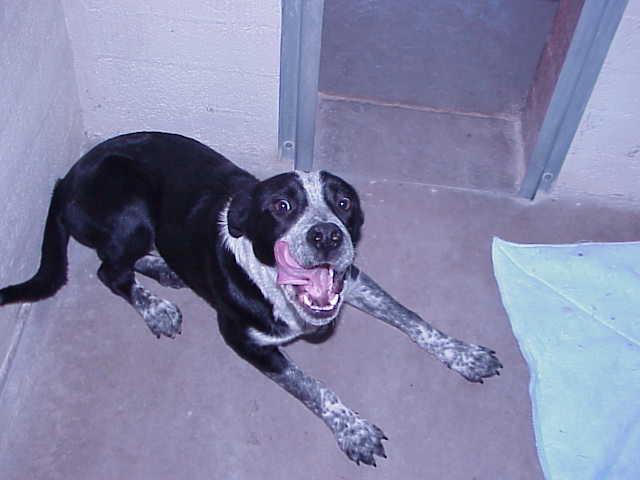 Other Photos of thie Dog