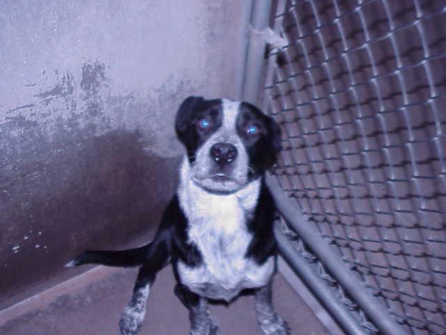 Other Photos of thie Dog
