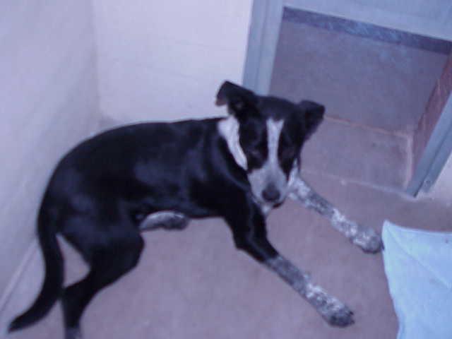 Other Photos of thie Dog