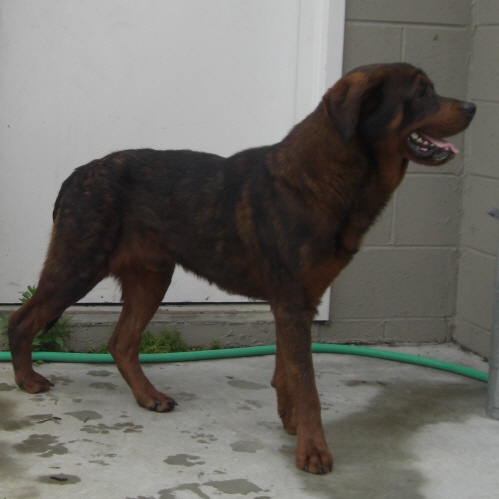 Other Photos of thie Dog