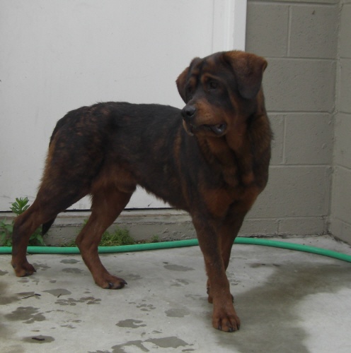 Other Photos of thie Dog
