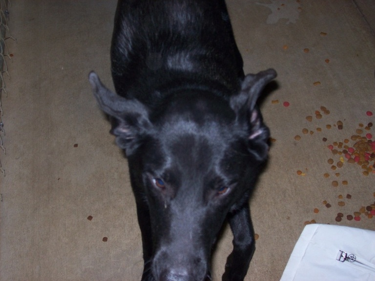 Other Photos of thie Dog