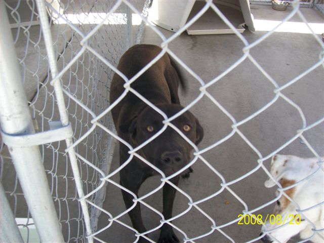 Other Photos of thie Dog