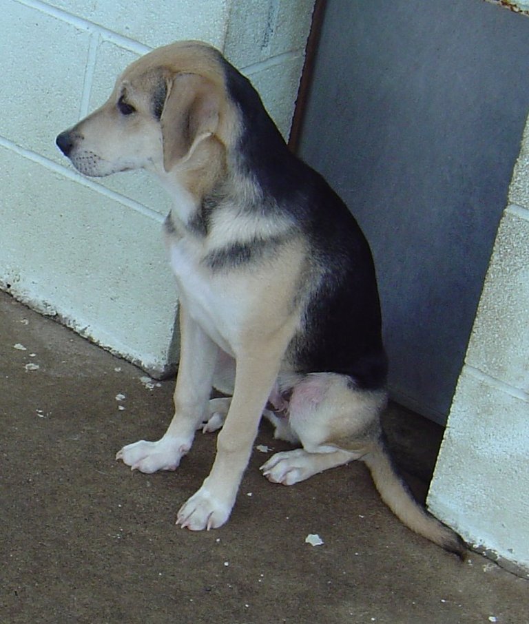 Other Photos of thie Dog