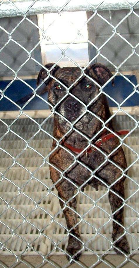 Other Photos of thie Dog