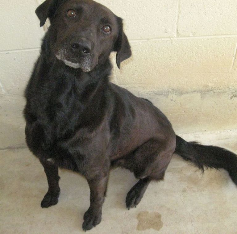 Other Photos of thie Dog