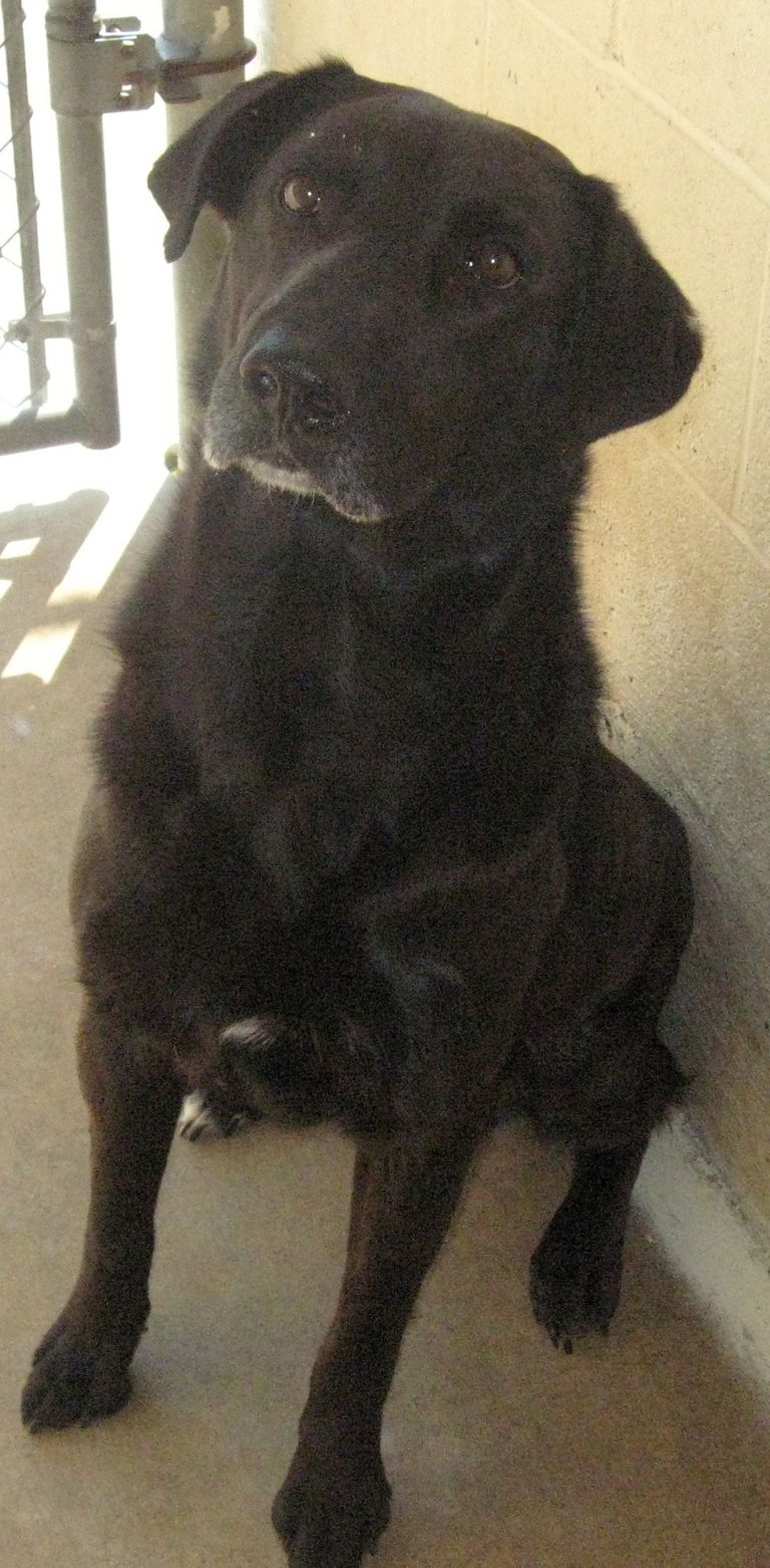 Other Photos of thie Dog