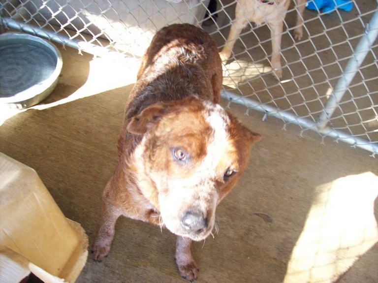 Other Photos of thie Dog