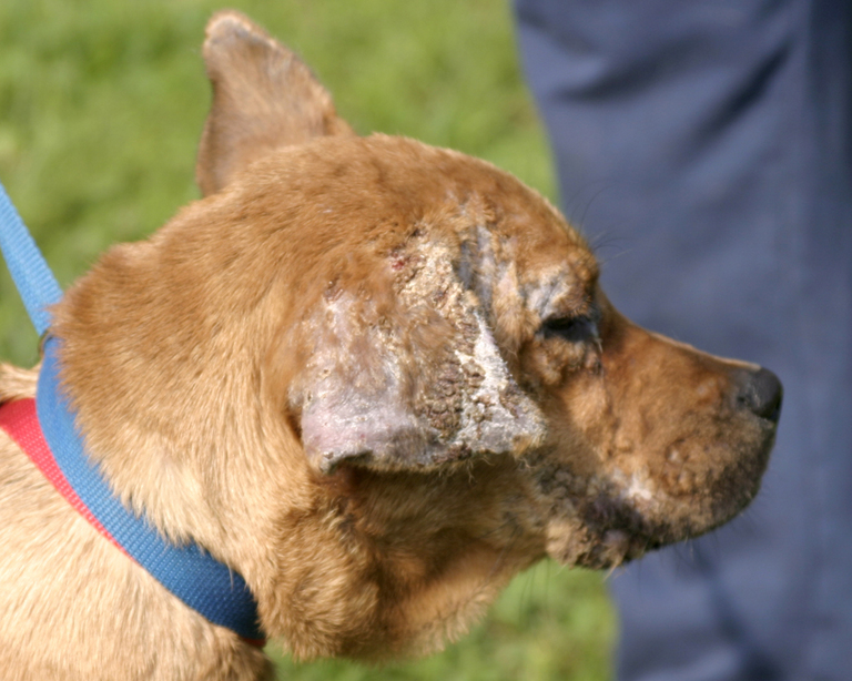 Other Photos of thie Dog