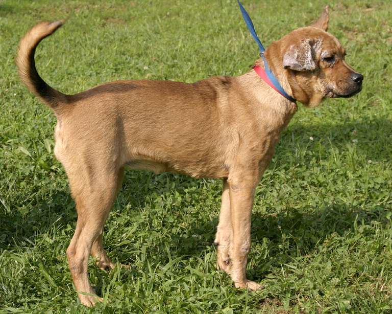 Other Photos of thie Dog