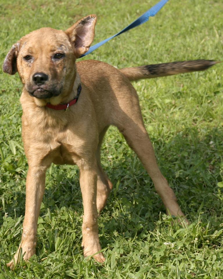 Other Photos of thie Dog