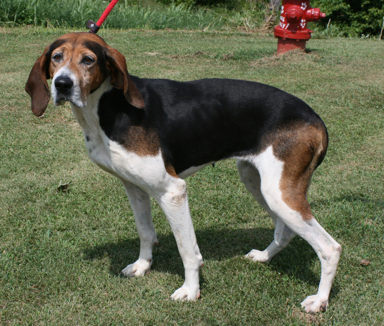 Other Photos of thie Dog