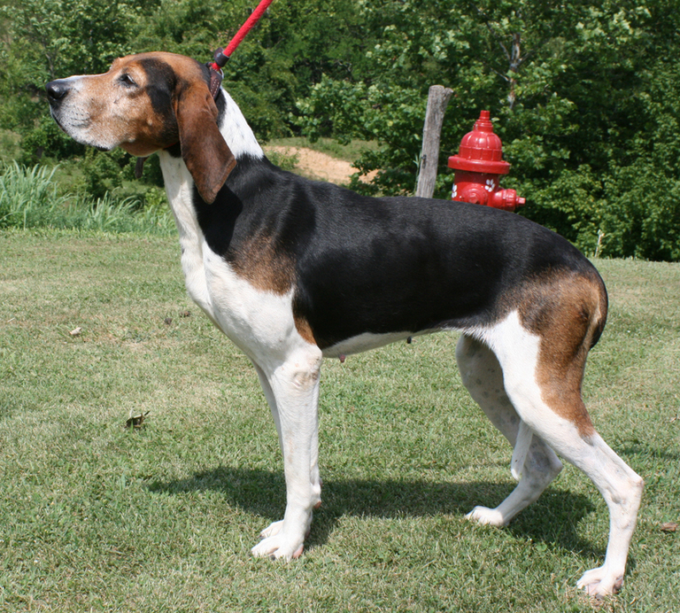 Other Photos of thie Dog