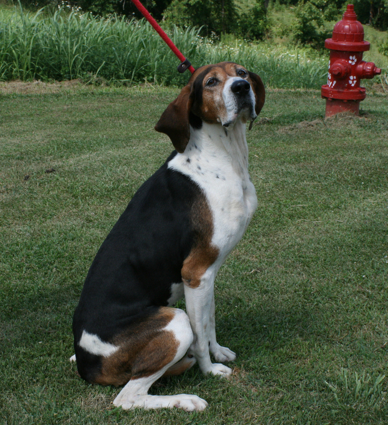 Other Photos of thie Dog