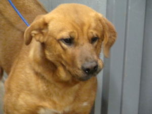Main Photo of this Dog
