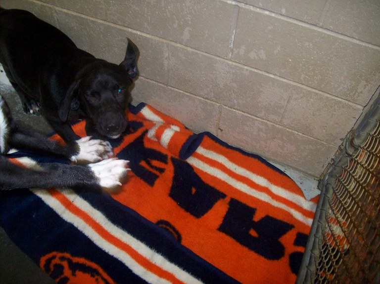 Other Photos of thie Dog