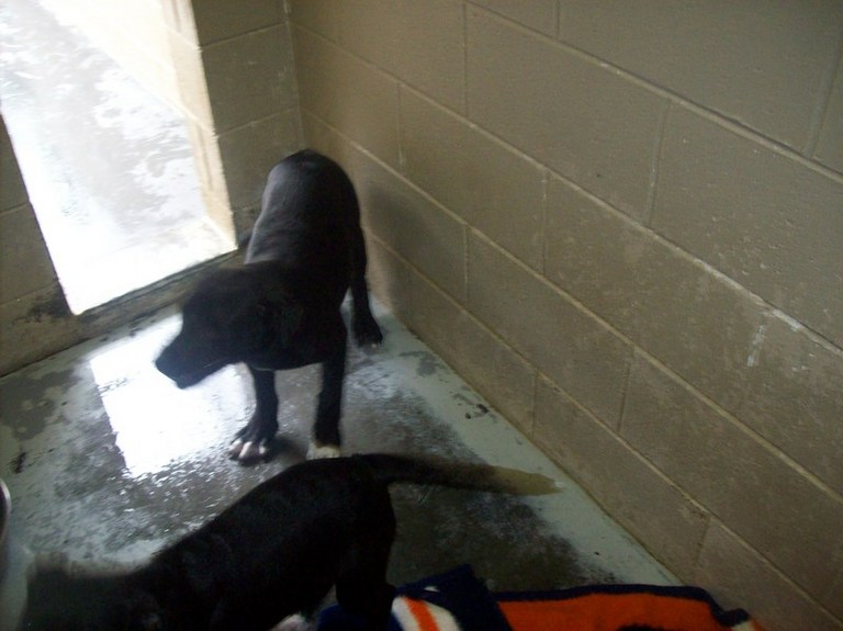 Other Photos of thie Dog