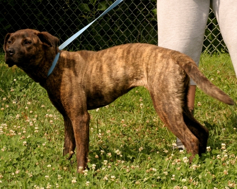 Other Photos of thie Dog