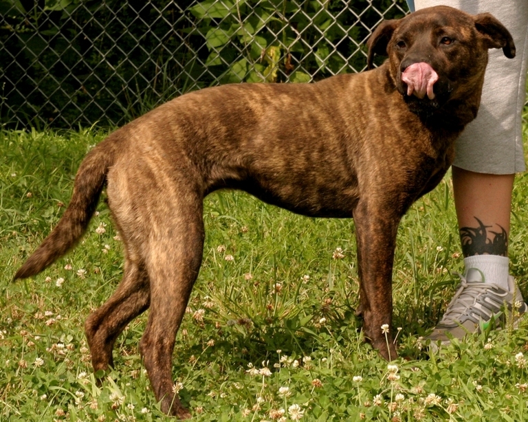 Other Photos of thie Dog