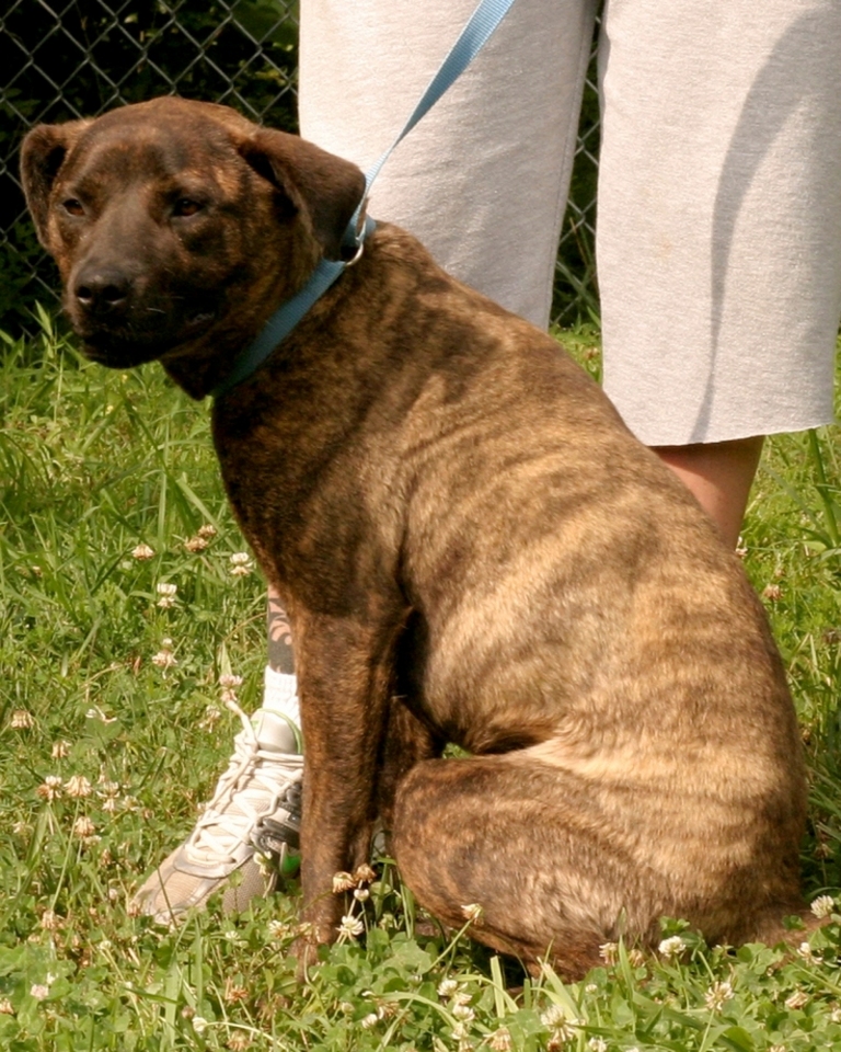 Other Photos of thie Dog