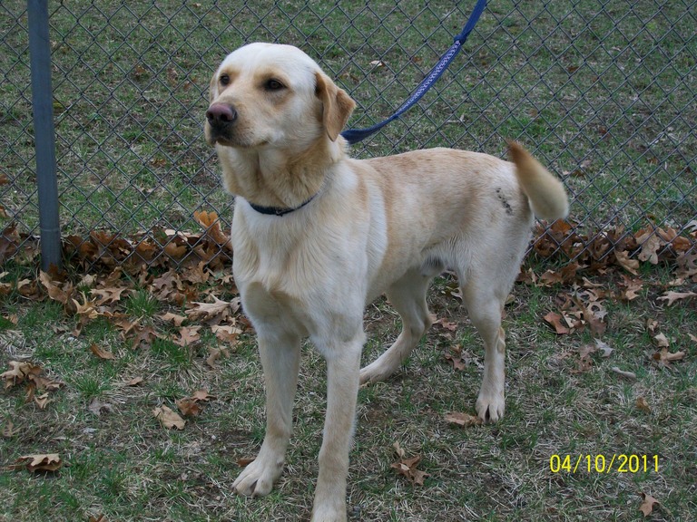 Other Photos of thie Dog