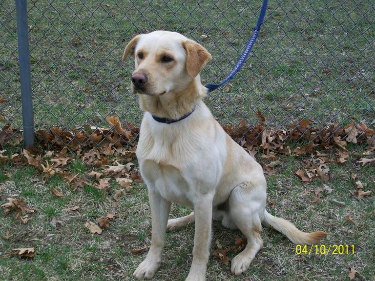 Other Photos of thie Dog