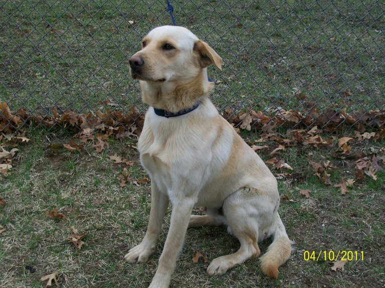 Other Photos of thie Dog