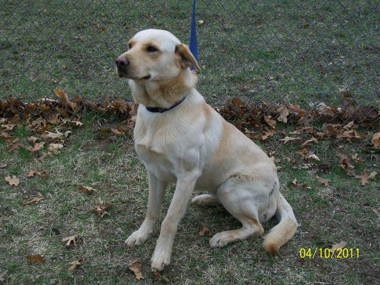Other Photos of thie Dog